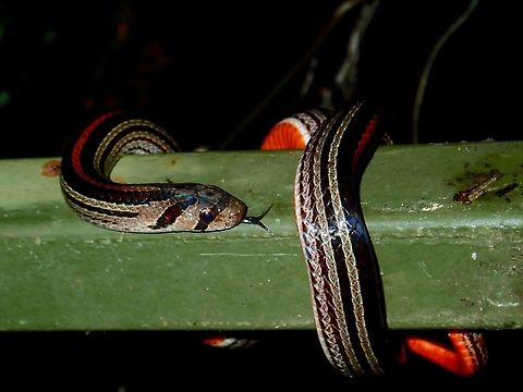 Smelling my Body :D A strikingly handsome species, the Striped Kukri Snake - Oligodon octolineatus is easily identified by the longitudinal stripes comprising a dorsal reddish or orange stripe, and a number of brown or greenish lateral stripes on a black background.

Kukri snakes are so-called on account of the shape of the teeth at the back of the mouth, which resemble the Kukri knife used by Gurkha soldiers. Kukri snakes, however, are non-venomous and quite harmless, though thay may attempt to bite if provoked. Fall,Geotagged,Malaysia,Oligodon octolineatus,Sabah,Snake,Striped Kukri Snake,Tawau