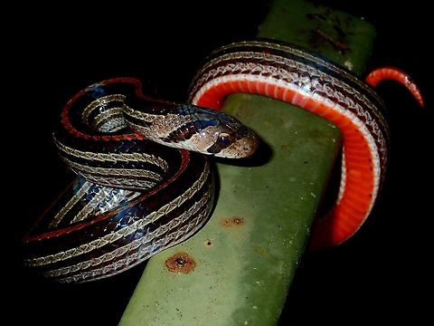 Red Belly This Striped Kukri Snake - Oligodon octolineatus has a bright red belly, very striking in colour. Fall,Geotagged,Malaysia,Oligodon octolineatus,Sabah,Snake,Striped Kukri Snake,Tawau