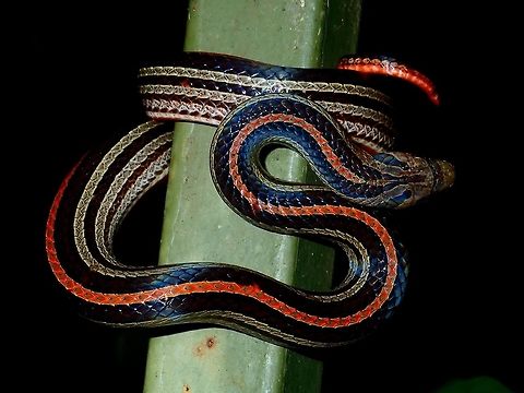 Red Lines Love the red lines on the back of this Striped Kukri Snake - Oligodon octolineatus, and the curved defensive posture it is taking Fall,Geotagged,Malaysia,Oligodon octolineatus,Sabah,Snake,Striped Kukri Snake,Tawau