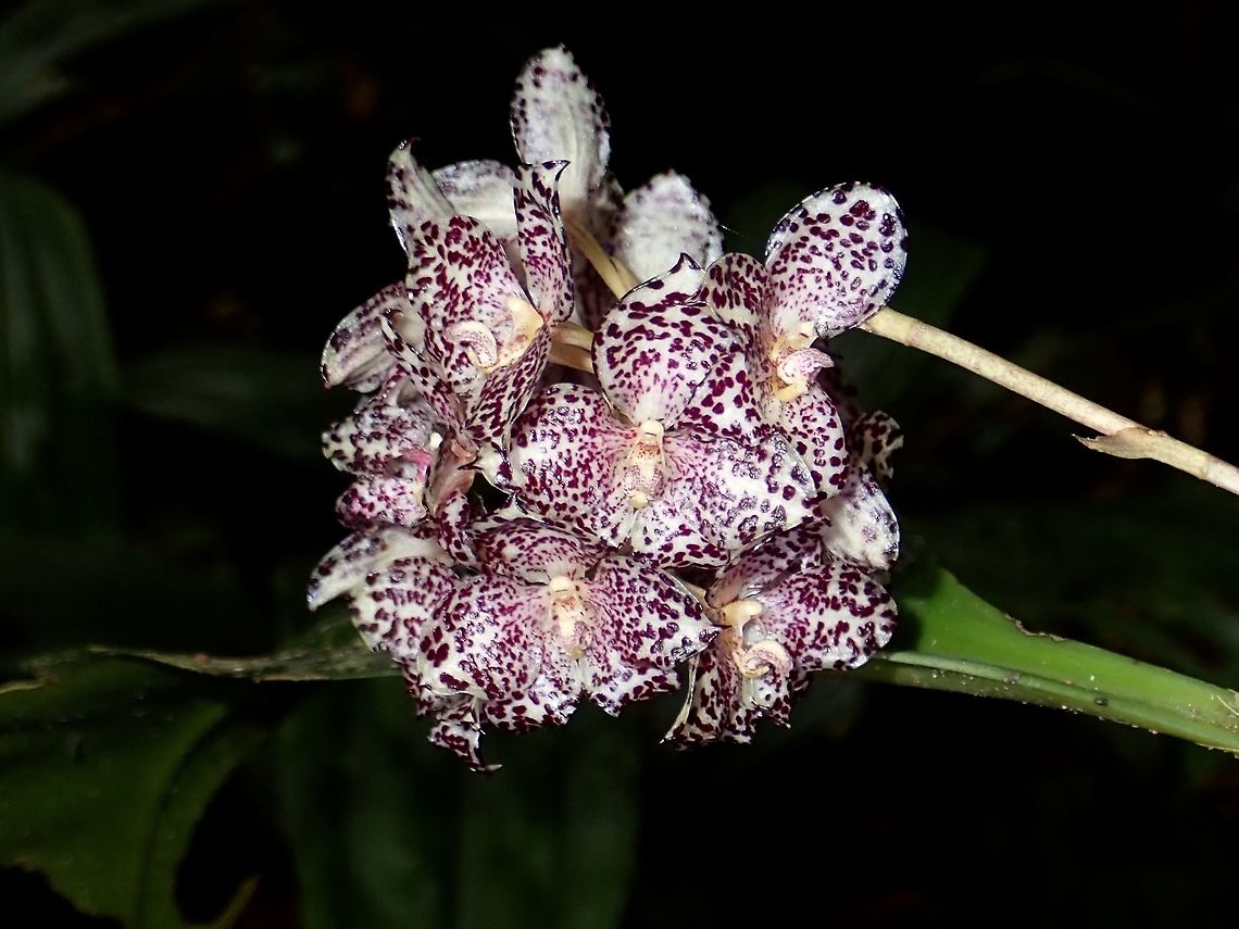 Orchid - Bulbophyllum kubahense  Bulbophyllum kubahense,Flower,Malaysia,Orchid,Sabah