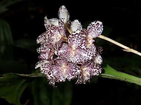 Orchid - Bulbophyllum kubahense  Bulbophyllum kubahense,Flower,Malaysia,Orchid,Sabah