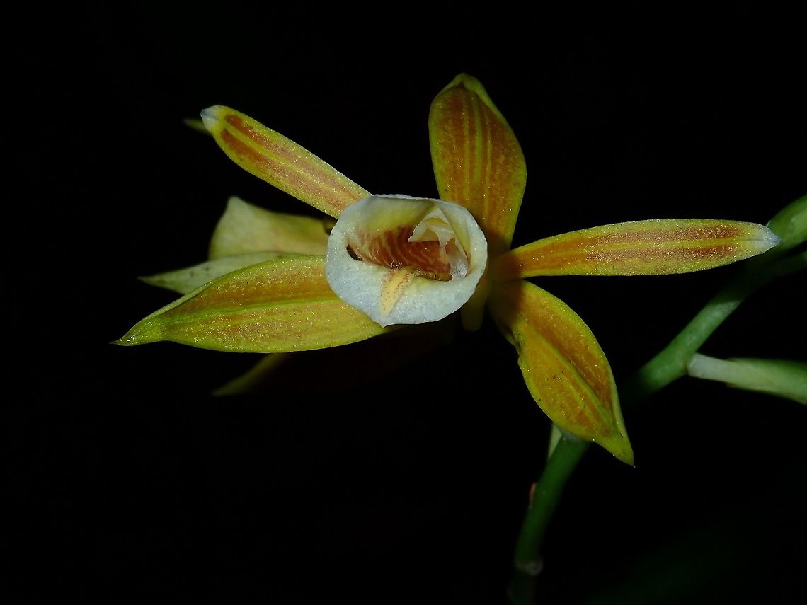 Orchid - Phaius reflexipetalus A medium sized Orchid, quite common at Tawau Hills Park but surprisingly, only described in 1994. Fall,Flower,Geotagged,Malaysia,Orchid,Phaius reflexipetalus,Sabah,Tawau