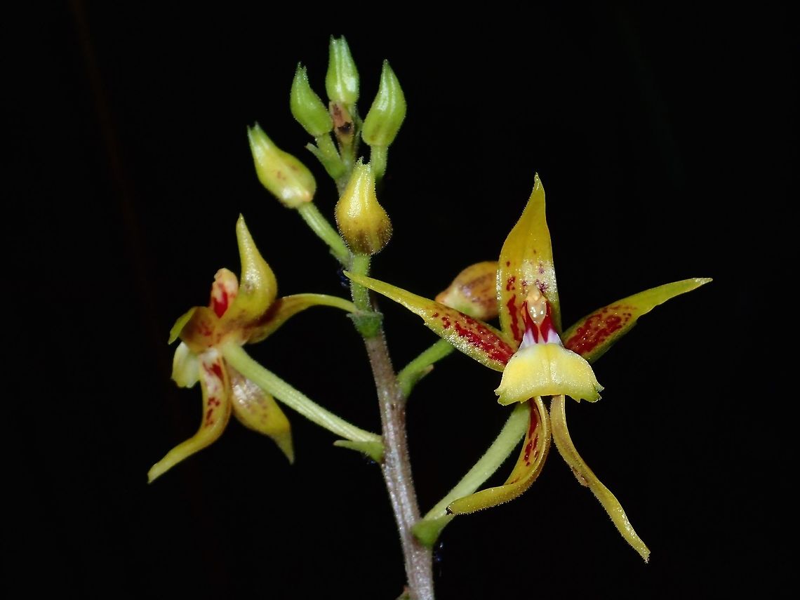 Orchid - Plocoglottis plicata A medium sized Orchid - Plocoglottis plicata, fairly common in Tawau Hills Park.<br />
This Orchid can also be found in Indonesia and Philippines, besides Malaysia.  It is recently described in 2001. Fall,Flower,Geotagged,Malaysia,Orchid,Plocoglottis plicata,Sabah,Tawau
