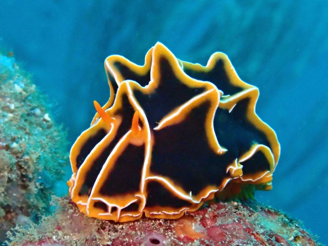 Sea Slug - Reticulidia halgerda  Anilao,Batangas,Geotagged,Philippines,Reticulidia halgerda,Sea Slug,Winter