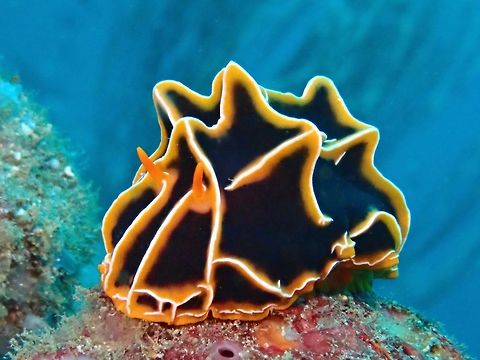 Sea Slug - Reticulidia halgerda Anilao,Batangas,Geotagged,Philippines,Reticulidia halgerda,Sea Slug,Winter