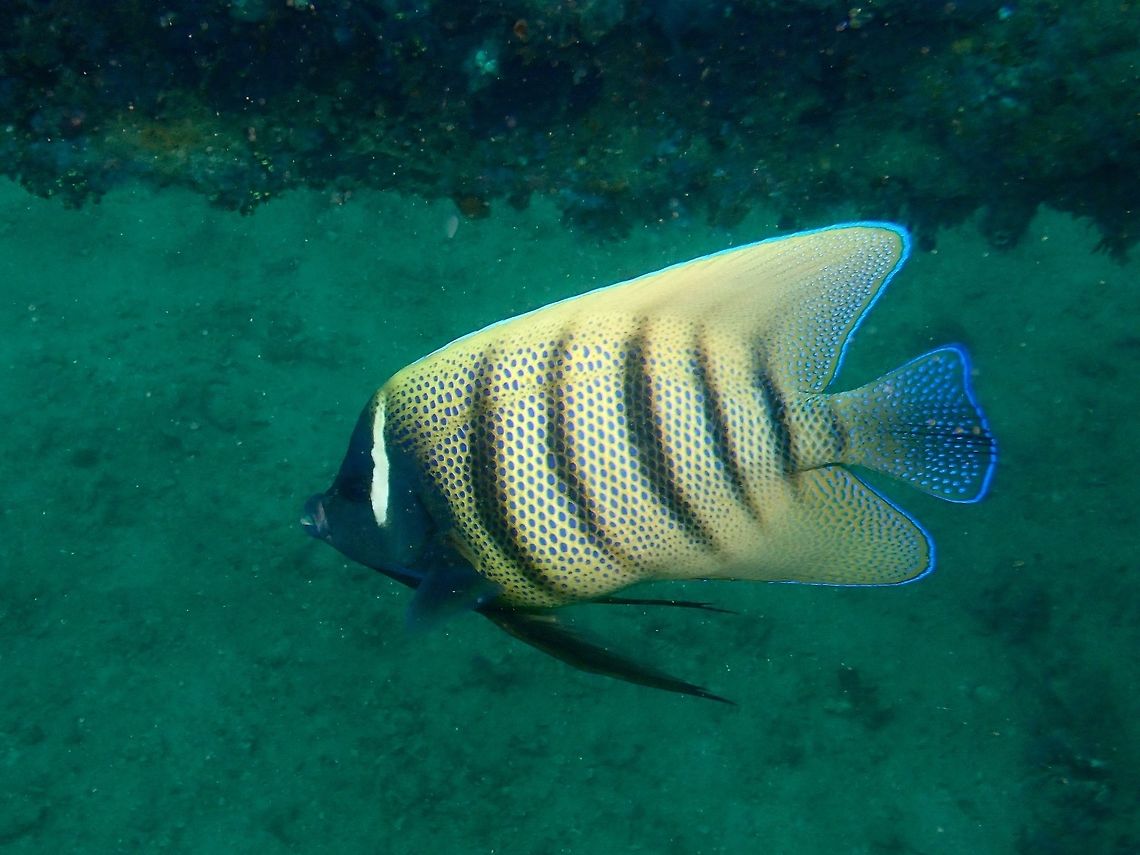 Six Banded Angelfish - Pomacanthus sextriatus The Six-Banded Angelfish - Pomacanthus sextriatus has tan with blue scale centers and 6 dark bars; head dark blue with white bar behind eye, blue spotting dorsal, anal and tail fins. Angelfish,Anilao,Batangas,Fish,Geotagged,Philippines,Pomacanthus sexstriatus,Sixbar angelfish,Winter
