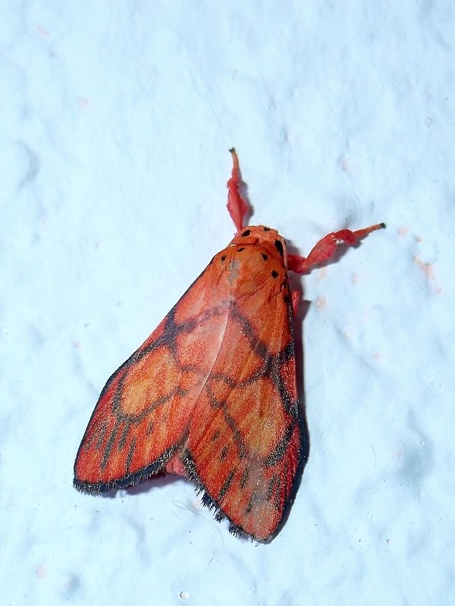 Eribidae Moth -  Barsine flavodiscalis Eribidae Moth - Barsine flavodiscalis, small size, reddish/orangish in colour with black markings on wings. Barsine flavodiscalis,Erebid Moth,Fall,Geotagged,Malaysia,Moth,Sabah,Tawau