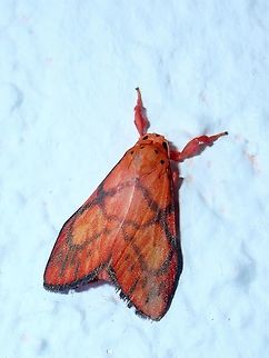 Eribidae Moth -  Barsine flavodiscalis Eribidae Moth - Barsine flavodiscalis, small size, reddish/orangish in colour with black markings on wings. Barsine flavodiscalis,Erebid Moth,Fall,Geotagged,Malaysia,Moth,Sabah,Tawau
