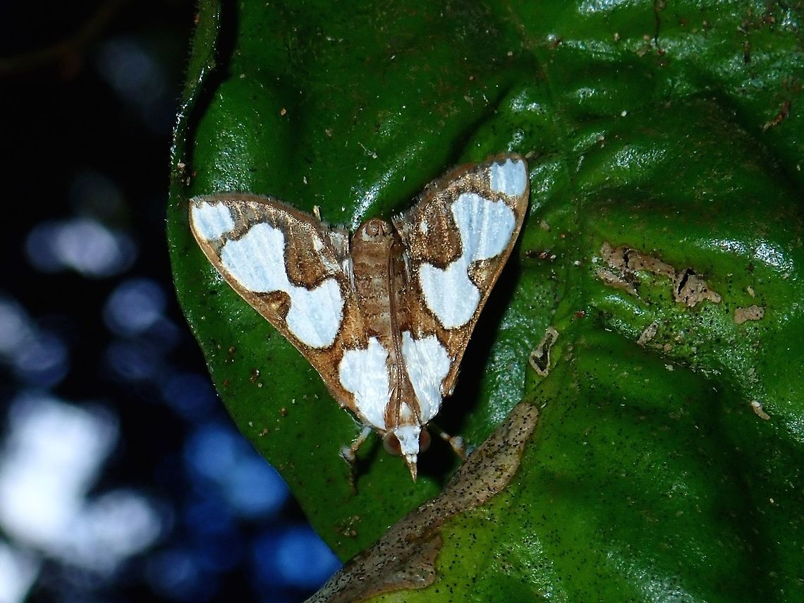 Crambidae Moth - Cirrhochrista pulchellalis  Cirrhochrista pulchellalis,Crambid Moth,Fall,Geotagged,Malaysia,Moth,Sabah,Tawau