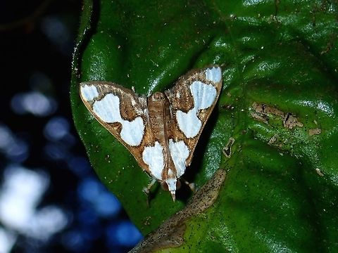Crambidae Moth - Cirrhochrista pulchellalis  Cirrhochrista pulchellalis,Crambid Moth,Fall,Geotagged,Malaysia,Moth,Sabah,Tawau