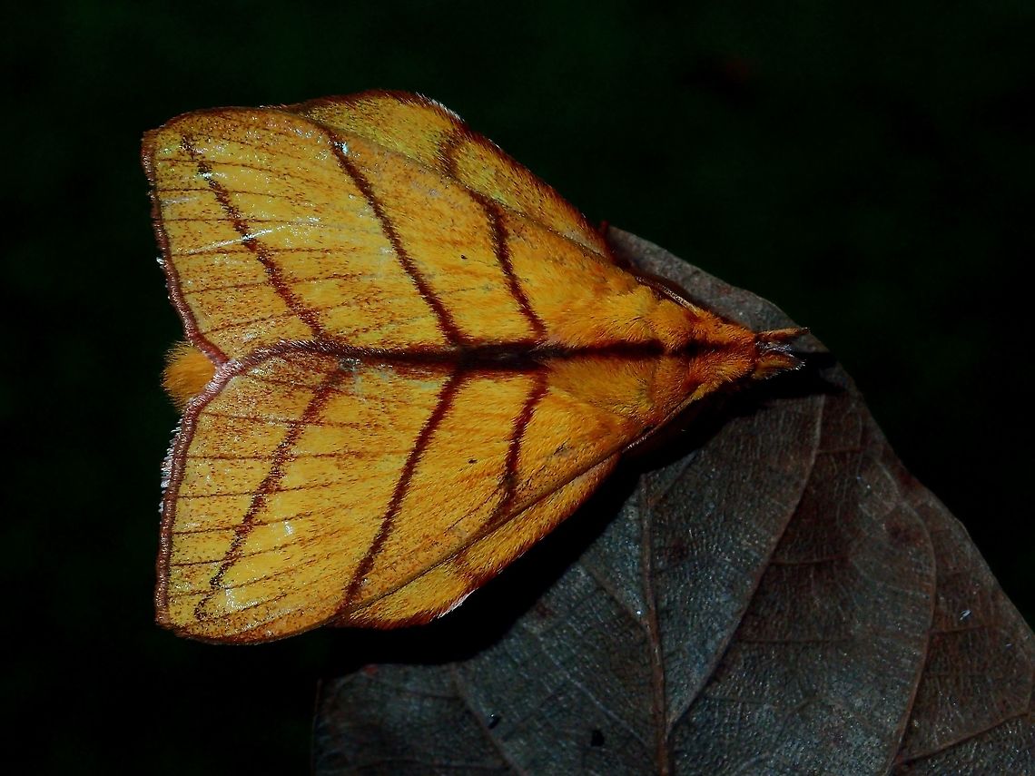 Lappet Moth  Fall,Geotagged,Lappet Moth,Malaysia,Moth,Radhica holoxantha,Sabah,Tawau,moth week 2018