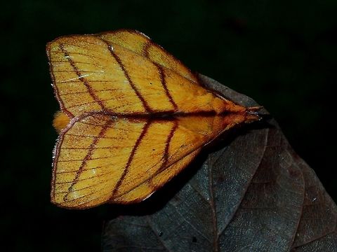 Lappet Moth  Fall,Geotagged,Lappet Moth,Malaysia,Moth,Radhica holoxantha,Sabah,Tawau,moth week 2018