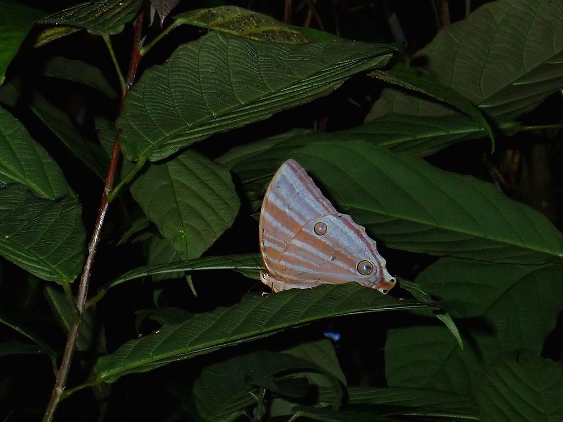 Palmking Butterfly - Amathusia phidippus  Amathusia phidippus,Butterfly,Fall,Geotagged,Malaysia,Palmking,Sabah,Tawau