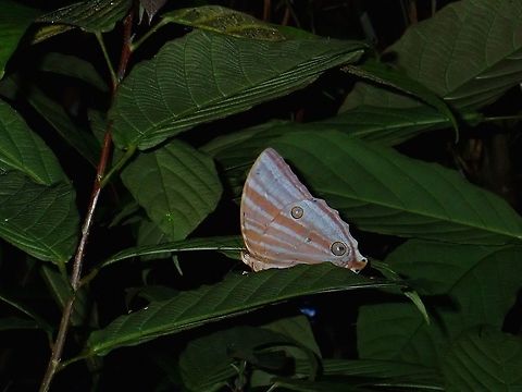 Palmking Butterfly - Amathusia phidippus  Amathusia phidippus,Butterfly,Fall,Geotagged,Malaysia,Palmking,Sabah,Tawau