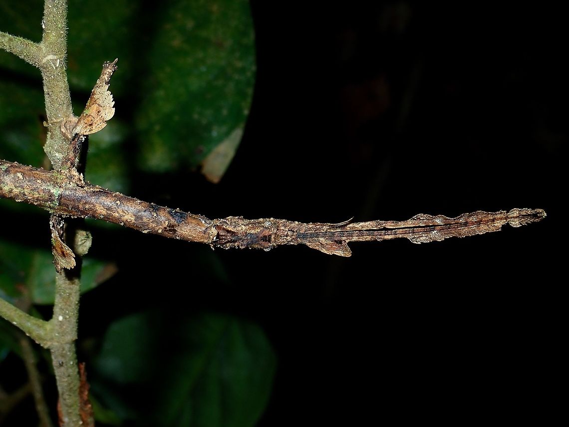 I'm a Stick Female Phasmid of the species - Phenacephorus sepilokensis, they can be variable in colour between brown, green and black with shades in between.  The females of this species have lobes/appendages on her body and also legs making her camouflage well among the shrubs/plants that she rested on. Fall,Geotagged,Malaysia,Phasmid,Phenacephorus sepilokensis,Sabah,Stick Insect,Tawau