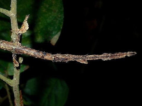I'm a Stick Female Phasmid of the species - Phenacephorus sepilokensis, they can be variable in colour between brown, green and black with shades in between.  The females of this species have lobes/appendages on her body and also legs making her camouflage well among the shrubs/plants that she rested on. Fall,Geotagged,Malaysia,Phasmid,Phenacephorus sepilokensis,Sabah,Stick Insect,Tawau