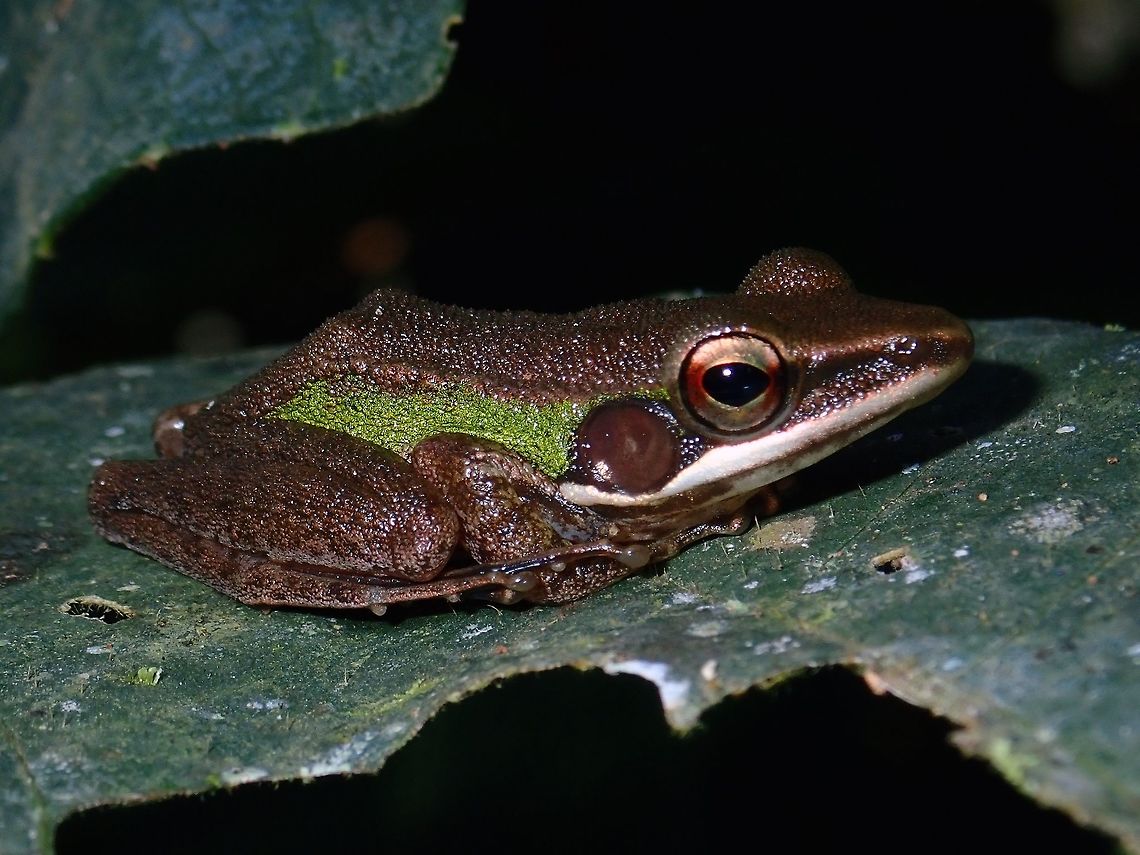 Copper Cheek Frog - Hylarana labialis The Copper Cheek Frog - Hylarana labialis is also known as the White-Lipped Frog.<br />
Fairly common, usually seen near the ponds of the Park. Copper Check Frog,Fall,Frog,Geotagged,Hylarana labialis,Malaysia,Sabah,Tawau,White-lipped frog