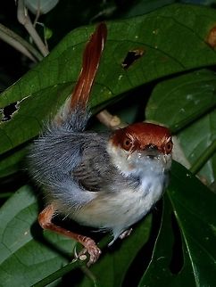 Angry Bird This small sized Rufous-Tailed Tailorbird - Orthotomus sericeus was seen during a walk, it was probably resting/sleeping but tolerated the lights on it to pose for pictures. Bird,Fall,Geotagged,Madai,Malaysia,Orthotomus sericeus,Rufous-tailed tailorbird,Sabah