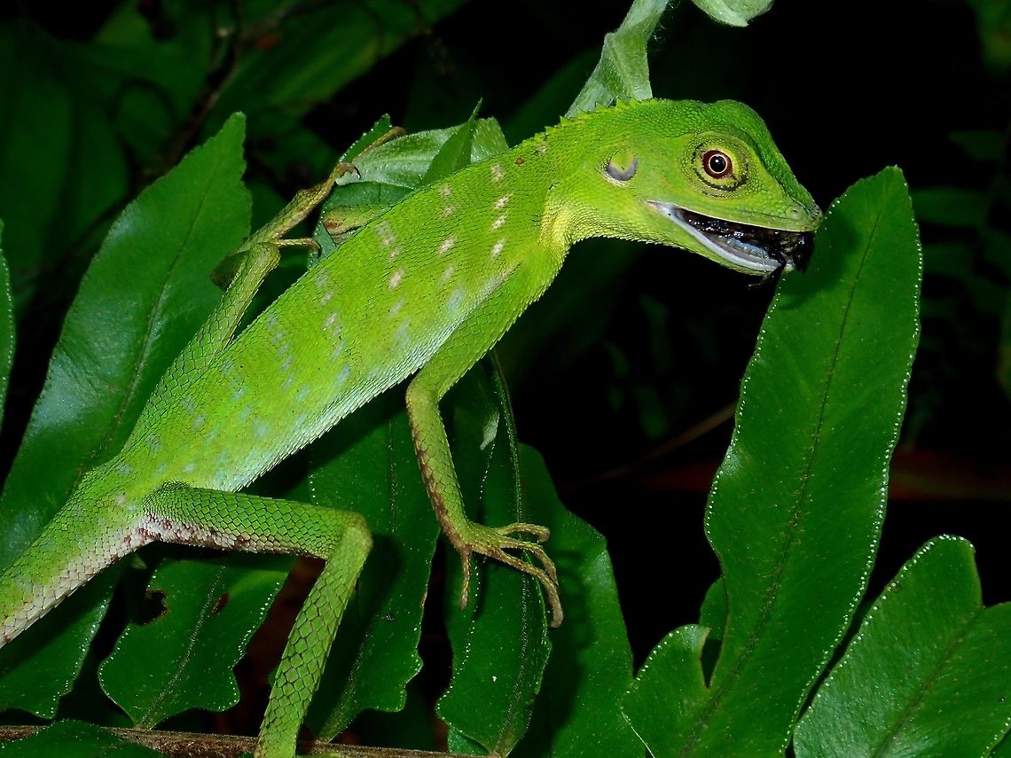 Having a bug meal A Green Crested Lizard - Bronchocela cristatella having a meal of a bug. Bronchocela cristatella,Fall,Geotagged,Green Crested Lizard,Lizard,Madai,Malaysia,Sabah