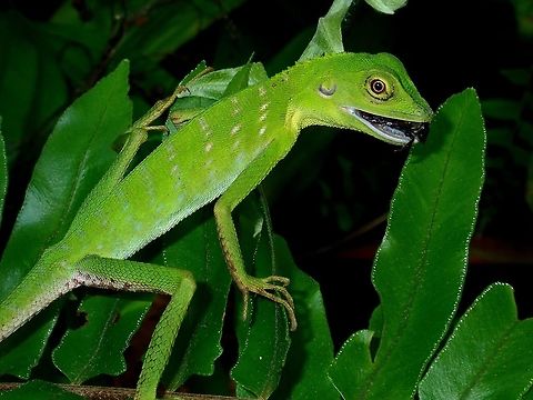 Having a bug meal A Green Crested Lizard - Bronchocela cristatella having a meal of a bug. Bronchocela cristatella,Fall,Geotagged,Green Crested Lizard,Lizard,Madai,Malaysia,Sabah