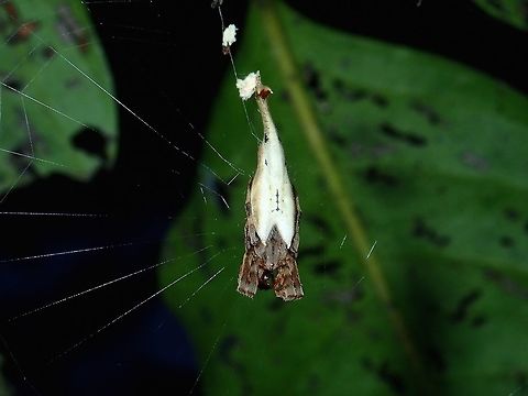 Drag Tail Spider - Arachnura melanura  Arachnura melanura,Black tail spider,Drag Tail Spider,Fall,Geotagged,Madai,Malaysia,Sabah,Spider
