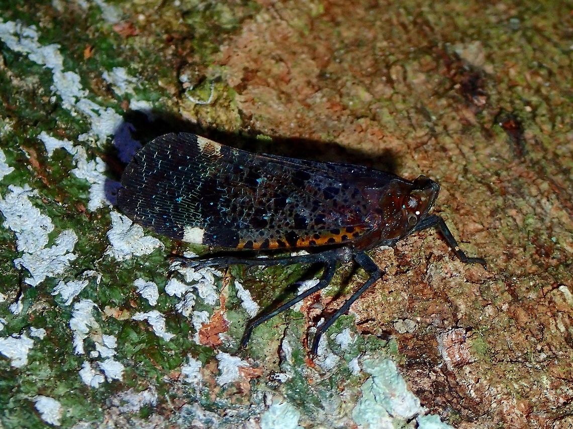 Fulgoridae Planthopper - Penthicodes bimaculata  Fall,Geotagged,Madai,Malaysia,Penthicodes bimaculata,Planthopper,Sabah