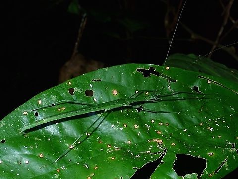 Stick Insect, Phasmid - Necroscia flavogranulosa Phasmid of the species - Necroscia flavogranulosa, mostly green in colour with spots of white/yellow on wings cover. Fall,Geotagged,Madai,Malaysia,Necroscia flavogranulosa,Phasmid,Sabah,Stick Insect