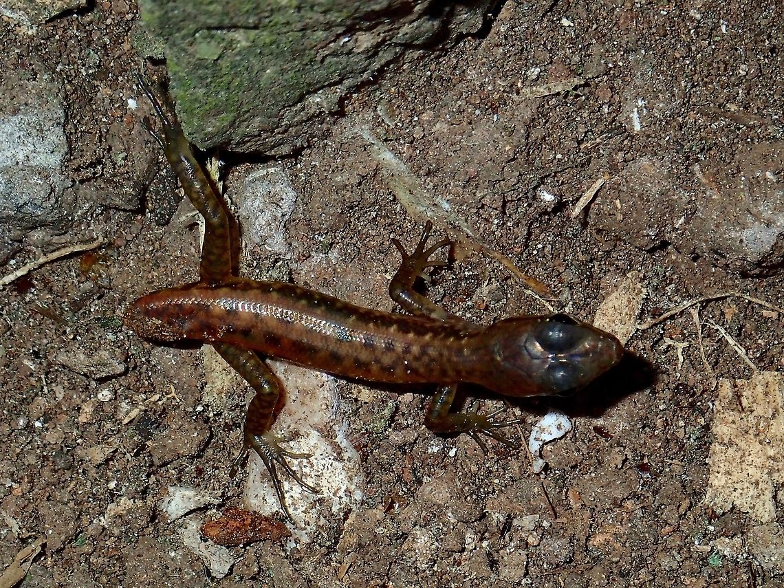 Spotted Forest Skink - Sphenomorphus scotophilus This small sized Skink was seen outside Madai Cave, it has lost its tail.<br />
<br />
The Spotted Forest Skink Sphenomorphus scotophilus, is an elusive lizard of primary or disturbed secondary forests to elevations of around 1000 metres. <br />
<br />
The species is considered uncommon, however the reality may be that its small size, camouflage and secretive habits simply make it hard to find. It is typically seen on shady, moss-covered rock outcrops, as well as adjacent tree trunks. Fall,Geotagged,Lizard,Madai,Malaysia,Sabah,Skink,Sphenomorphus scotophilus,Spotted Forest Skink