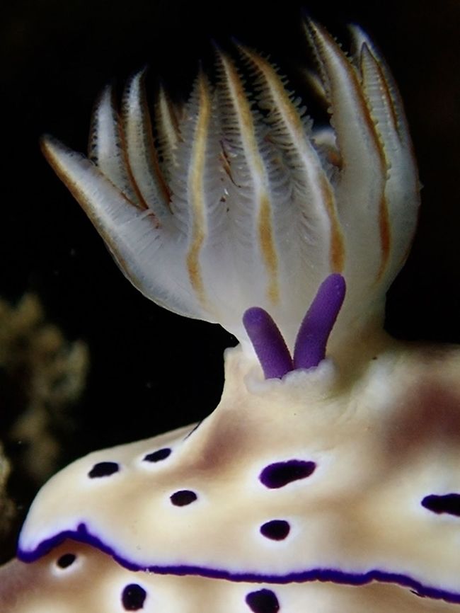 Gills on fire! This is a close-up of the gills of a Nudibranch - Hypselodoris tryoni.<br />
The 2 purple thing sticking out from the gills is the egg sac of a Parasitic copepod. Anilao,Batangas,Geotagged,Hypselodoris tryoni,Nudibranch,Philippines,Winter