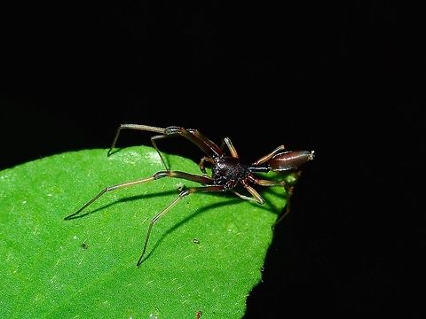 Fukasawana Ant-Mimic Spider