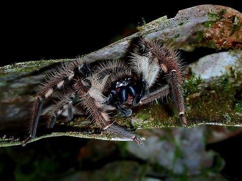 Penang Hairy Monster - Rhitymna pinangensis It seems this hairy beauty is fondly called Penang Hairy Monster, for the location, Penang which it was first discovered. Fall,Geotagged,Malaysia,Rhitymna pinangensis,Sabah,Spider,Tawau