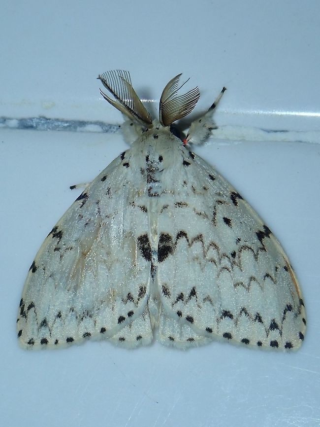 Tussock Moth - Lymantria marginalis Tussock Moth - Lymantria marginalis, attracted by light at night to the Park building. Fall,Geotagged,Lymantria marginalis,Malaysia,Moth,Sabah,Tawau,Tussock Moth