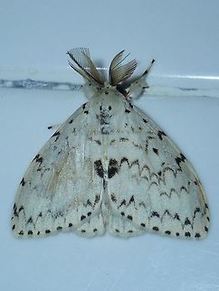 Tussock Moth - Lymantria marginalis Tussock Moth - Lymantria marginalis, attracted by light at night to the Park building. Fall,Geotagged,Lymantria marginalis,Malaysia,Moth,Sabah,Tawau,Tussock Moth