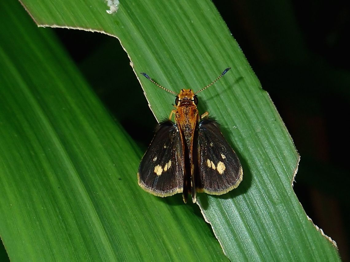 Spotted Grass Dart - Taractrocera ardonia  Butterfly,Fall,Geotagged,Madai,Malaysia,Sabah,Spotted Grass Dart,Taractrocera ardonia