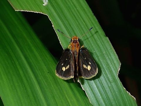 Spotted Grass Dart - Taractrocera ardonia  Butterfly,Fall,Geotagged,Madai,Malaysia,Sabah,Spotted Grass Dart,Taractrocera ardonia