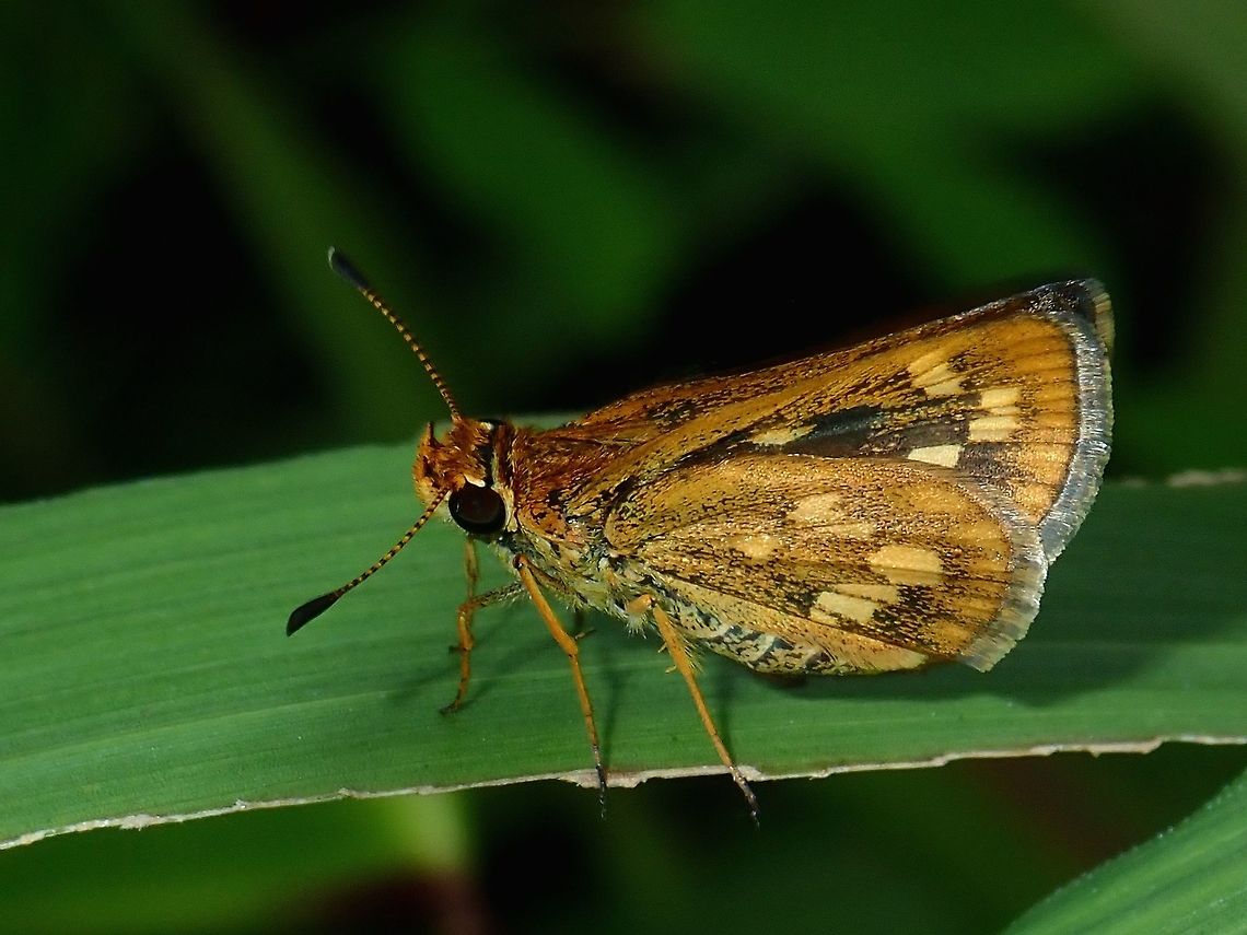Spotted Grass Dart Butterfly - Taractrocera ardonia  Butterfly,Fall,Geotagged,Madai,Malaysia,Sabah,Spotted Grass Dart  Butterfly,Taractrocera ardonia