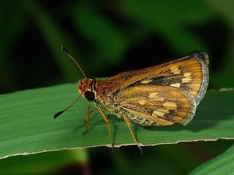 Spotted Grass Dart Butterfly - Taractrocera ardonia  Butterfly,Fall,Geotagged,Madai,Malaysia,Sabah,Spotted Grass Dart  Butterfly,Taractrocera ardonia