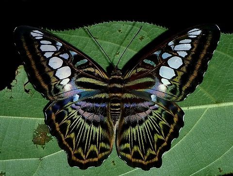 Night Beauty Clipper Butterfly - Parthenos sylvia seen during night walk, it was resting/sleeping, allowing me to get near for this close-up picture. Butterfly,Clipper,Clipper Butterfly,Fall,Geotagged,Malaysia,Parthenos sylvia,Sabah,Tawau