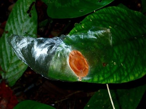 Glider Seed Seed of Javan Cucumber - Alsomitra macrocarpa. They are called 'Gliders' with 2 lateral wings that resemble the wings of an airplane. They become airborne when released from their fruit and sail through the air like a true glider. The plant bears football-sized gourds hang from the vine high in the forest canopy, each packed with hundreds of winged seeds. The seeds have two papery, membranous wings, with combined wingspans of up to 13 cm. They reportedly inspired the wing design of some early aircraft, gliders and kites. Although the seeds vary in shape, some of the most symmetrical ones superficially resemble the shape of the "flying wing" aircraft or a modern Stealth Bomber. Alsomitra macrocarpa,Fall,Geotagged,Javan cucumber,Malaysia,Plant,Sabah,Seed,Tawau