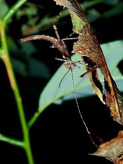 Alien Baby Nymph of Phasmid - Paraloxopsis korystes Fall,Geotagged,Malaysia,Paraloxopsis korystes,Phasmid,Sabah,Stick Insect,Tawau