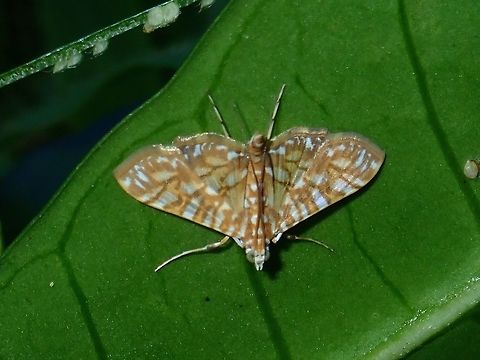 Variegated Pearl Moth - Synclera traducalis Variegated Pearl Moth, attracted by light at night to the Park building. Fall,Geotagged,Malaysia,Moth,Pearl Moth,Sabah,Synclera traducalis,Tawau,Variegated Pearl Moth