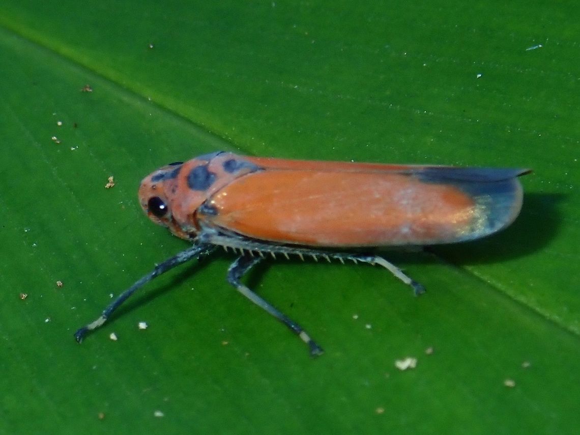 Orange Leaf Hopper - Bothrogonia addita Small sized Leaf Hopper, around 1 cm in size. Bothrogonia addita,Fall,Geotagged,Hopper,Leaf Hopper,Malaysia,Orange Leaf Hopper,Sabah,Tawau