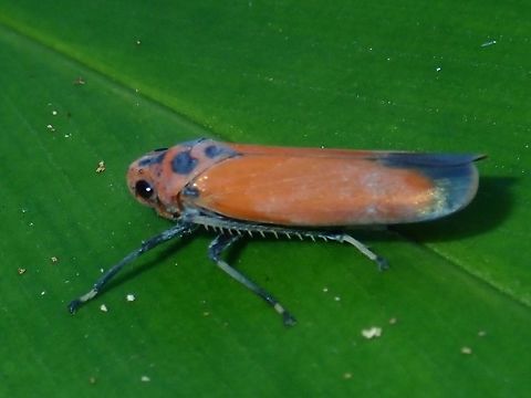 Orange Leaf Hopper - Bothrogonia addita Small sized Leaf Hopper, around 1 cm in size. Bothrogonia addita,Fall,Geotagged,Hopper,Leaf Hopper,Malaysia,Orange Leaf Hopper,Sabah,Tawau