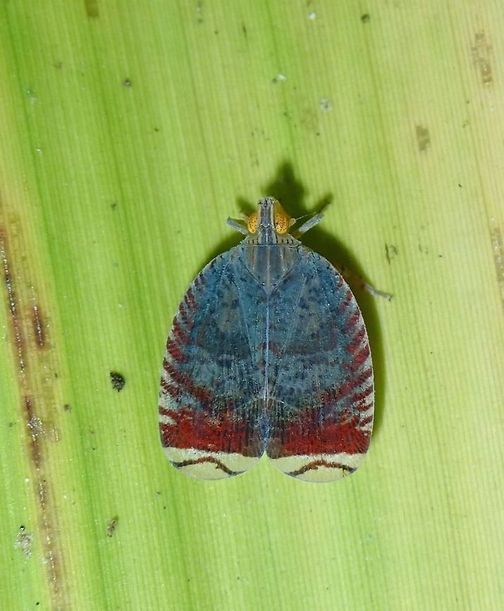 Planthopper Planthopper from Ricaniidae family, possibly from the genus Ricanula. Small sized, around 2 cm. Fall,Geotagged,Hopper,Malaysia,Planthopper,Sabah,Tawau