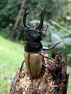 Lacordaire's Stag Beetle - Odontolabis lacordairei Male of Lacordaire's Stag Beetle - Odontolabis lacordairei, can be much larger in size up to 9 cm in size.
Elytra is mostly brown to yellowish colour.

This Stag Beetle was attracted by light at nigh to the Park building.  I saw it lying upside down on the floor, struggling and decided to take it outside and was stabbed by the sharp stag which draws blood. Beetle,Fall,Geotagged,Lacordaire's Stag Beetle,Malaysia,Odontolabis lacordairei,Sabah,Stag Beetle,Tawau