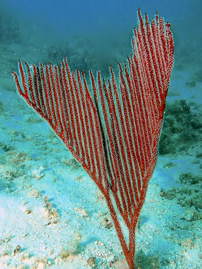Underwater Harp Harp Coral - Ctenocella pectinata, also known as Lyre Sea Fan.<br />
<br />
Colony comprises long unbranched stems emerging from a lower horizontal branch. The vertical stems arise parallel to one another, on one plane. The overall shape resembles a lyre or harp; or teeth of a comb. The cylindrical stems are smooth and thin. When the polyps are retracted, they form small mounds on the stem. Colours red, brown and white. Coral,Ctenocella pectinata,Fall,Geotagged,Harp Coral,Mabul,Malaysia,Sabah,Soft Coral,Whip Coral