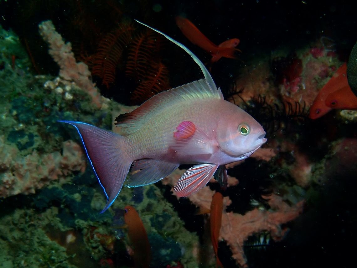 Scalefin Anthias - Pseudanthias squamipinnis Male Scalefin Anthias - Pseudanthias squamipinnis with shades of red with yellow spots on body scales; purple blotch on outer pectoral fin; long 3rd dorsal spine. Males flashes their dorsal fins when challenging other males and/or when keeping the females in their group interested. Anilao,Anthias,Batangas,Fish,Geotagged,Philippines,Pseudanthias squamipinnis,Scalefin Anthias,Winter