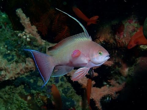 Scalefin Anthias - Pseudanthias squamipinnis Male Scalefin Anthias - Pseudanthias squamipinnis with shades of red with yellow spots on body scales; purple blotch on outer pectoral fin; long 3rd dorsal spine. Males flashes their dorsal fins when challenging other males and/or when keeping the females in their group interested. Anilao,Anthias,Batangas,Fish,Geotagged,Philippines,Pseudanthias squamipinnis,Scalefin Anthias,Winter