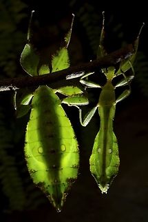 Sunbathing! A pair of Leaf Insect/Phyllium - Phyllium chrisangi, taken using back-lit to illustrate that although Leaf Insects looks like they have wider abdomens, in essence, their abdomen is similar to other Phasmids just that they have wider 'lobe/appendages' which are very thin with markings that makes them looks like leafs, for perfect camouflage. Chris Ang's Leaf Insect,Leaf Insect,Phasmid,Phyllium,Phyllium chrisangi,Singapore