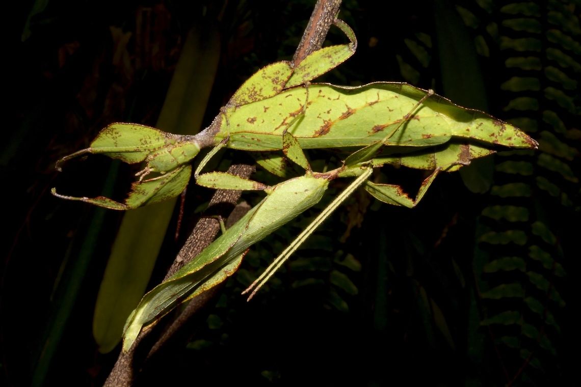 Mr & Mrs Leaf :D A pair of Leaf Insect/Phyllium - Phyllium chrisangi. Chris Ang's Leaf Insect,Leaf Insect,Phasmid,Phyllium,Phyllium chrisangi,Singapore
